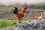 娄底市辖区永州新田宏瑞农牧畜禽养殖与鸿运通签署网站设计合作协定