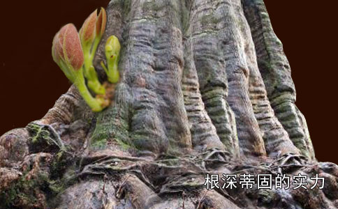 怎样通过做网站来展示公司实力?